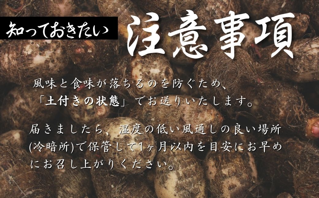 里芋 狭山市で採れた土付き里芋「土垂」 約10kg | 里芋 里いも サトイモ 芋 いも イモ 野菜 やさい 根菜 農産物 新鮮 ねっとり もっちり もちもち やわらか 産地直送 農家直送 数量限定 国産 煮っころがし 人気 おすすめ さやま里芋増産倶楽部 埼玉県 狭山市