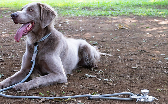 Gris DOG BOLLARD | ドッグアンカー 犬 いぬ イヌ ドッグ ペット 愛犬 ワンちゃん 散歩 ウォーキング キャンプ ピクニック ツール 活躍 係留 固定 株式会社シンワ 埼玉県 狭山市