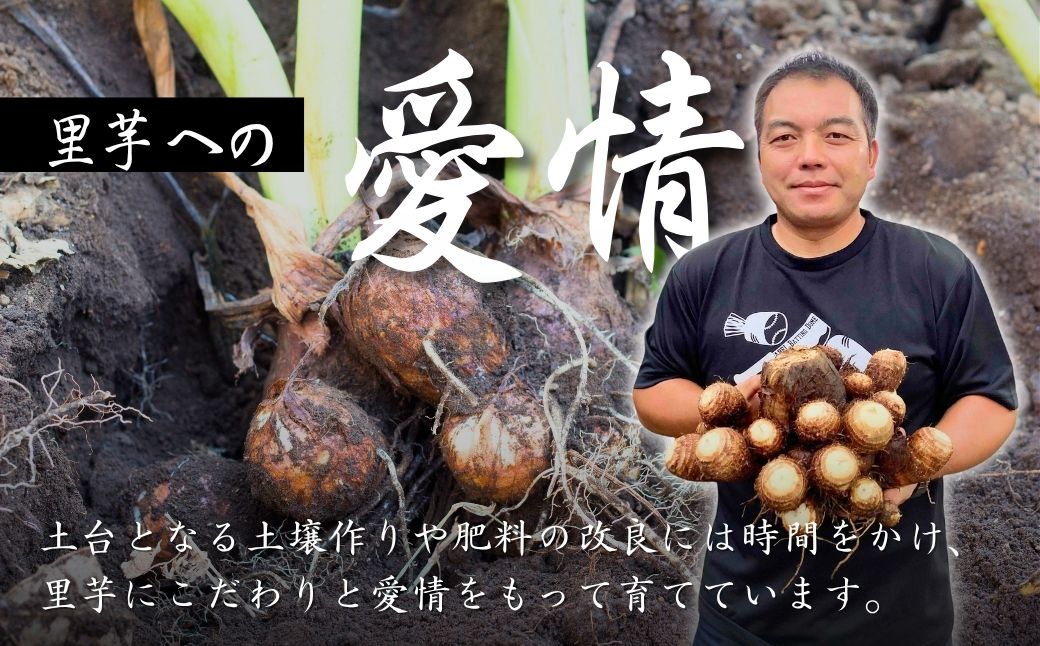 里芋 狭山市で採れた土付き里芋「土垂」 約10kg | 里芋 里いも サトイモ 芋 いも イモ 野菜 やさい 根菜 農産物 新鮮 ねっとり もっちり もちもち やわらか 産地直送 農家直送 数量限定 国産 煮っころがし 人気 おすすめ さやま里芋増産倶楽部 埼玉県 狭山市