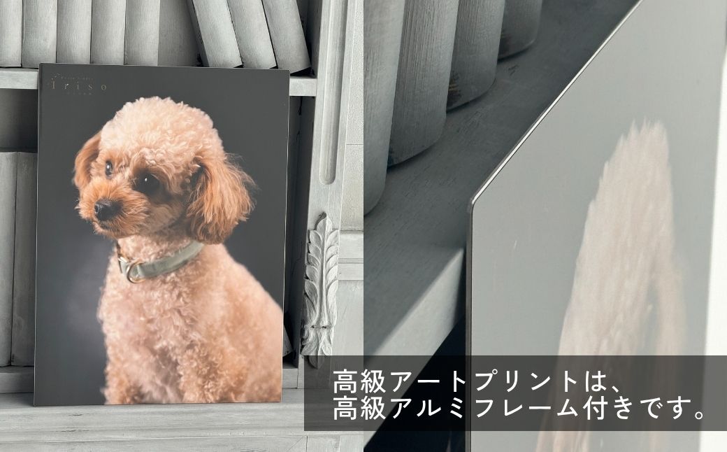 ããããšãå®¶æã®ããã®ãã¬ãã¢ã ãã©ãæ®åœ±äœéš ãã±ãã | ãã±ãã ããã ããããã©ã ãããåç èšå¿µåç ç¬ ç« å®¶æ ãã¡ããªãŒ æ®åœ± èšå¿µæ®åœ± ãã©ã ãã©ãã¹ã¿ãžãª ã«ã¡ã©ãã³ ãããåç通 åŒçç çå±±åž