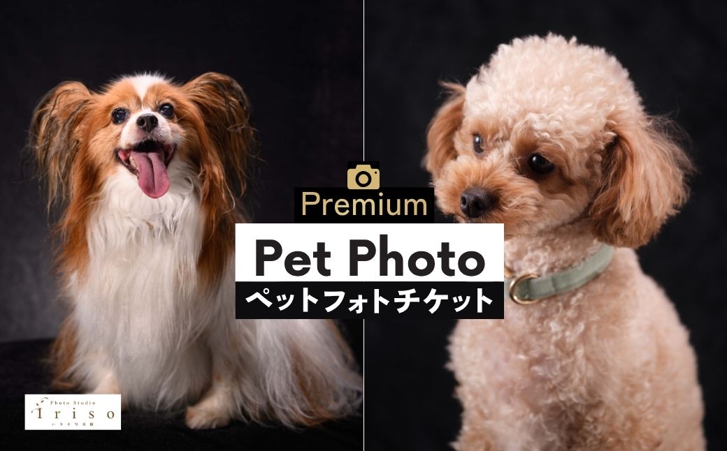 ペットとご家族のためのプレミアムフォト撮影体験 チケット | チケット ペット ペットフォト ペット写真 記念写真 犬 猫 家族 ファミリー 撮影 記念撮影 フォト フォトスタジオ カメラマン いりそ写真館 埼玉県 狭山市
