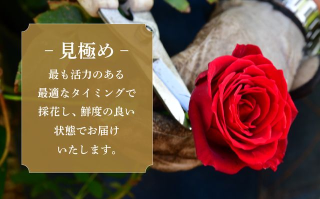 ＜配送エリア限定・着日指定必須＞ 生産農家直送 バラ花束 新鮮 赤 約11〜13本 | バラ 花束 薔薇 ローズ 花束 植物 インテリア 誕生日 記念日 お祝い 母の日 父の日 ラッピング有り リボン付き 多品種 Mix花束 切り花 農林水産大臣賞 生花 プレゼント ギフト 埼玉県 上尾市 