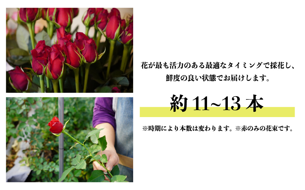 ＜配送エリア限定・着日指定必須＞ 生産農家直送 バラ花束 新鮮Mix 約11～13本 | 埼玉県 上尾市 バラ 薔薇 ローズ 花束 植物 インテリア 誕生日 記念日 お祝い 母の日 父の日 ラッピング有り リボン付き 多品種 Mix花束 切り花 農林水産大臣賞 生花 プレゼント ギフト