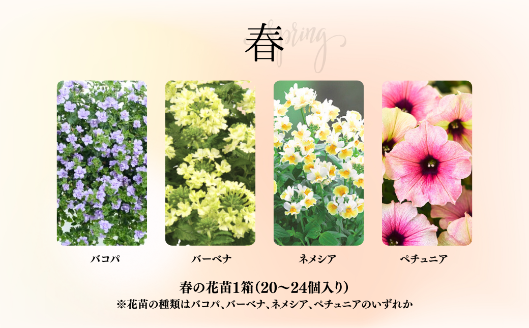 春夏秋冬 季節を感じる箱いっぱいの花苗（年4回 季節ごとにお届け) | 埼玉県 上尾市 花苗 春 夏 秋 冬 年4回コース フラワー ギフト 季節 お花 ガーデニング 旬 インテリア 園芸 工芸品 装飾品 定期便 花 植物 花壇 育てやすい 趣味 癒し 田中花園 シクラメン 埼玉県知事賞 受賞 ザナチュラリスト 観葉植物 ガーデニング 趣味