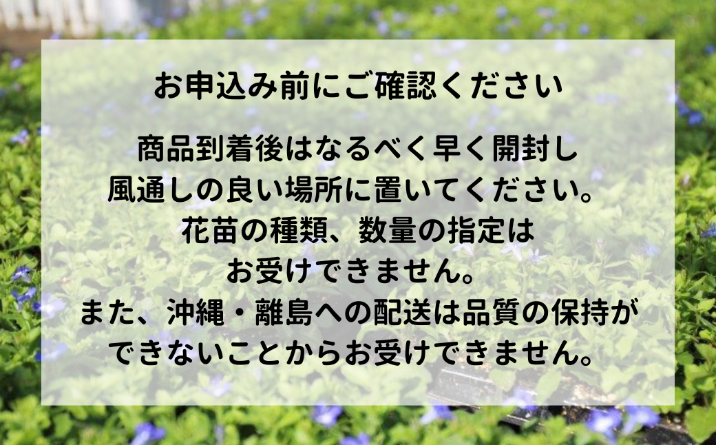 春夏秋冬 季節を感じる箱いっぱいの花苗（年4回 季節ごとにお届け) | 埼玉県 上尾市 花苗 春 夏 秋 冬 年4回コース フラワー ギフト 季節 お花 ガーデニング 旬 インテリア 園芸 工芸品 装飾品 定期便 花 植物 花壇 育てやすい 趣味 癒し 田中花園 シクラメン 埼玉県知事賞 受賞 ザナチュラリスト 観葉植物 ガーデニング 趣味