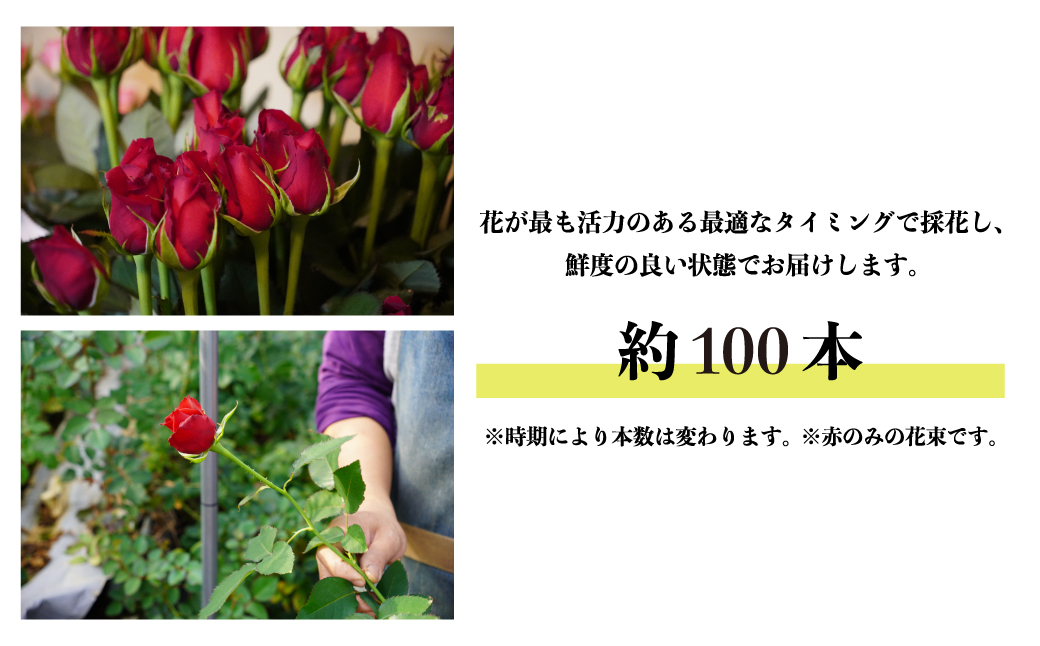 ＜配送エリア限定・着日指定必須＞ 生産農家直送 バラ花束 新鮮 約100本 | 埼玉県 上尾市 バラ 薔薇 ローズ 花束 植物 インテリア 誕生日 記念日 お祝い 母の日 父の日 ラッピング有り リボン付き 多品種 Mix花束 切り花 農林水産大臣賞 生花 プレゼント ギフト