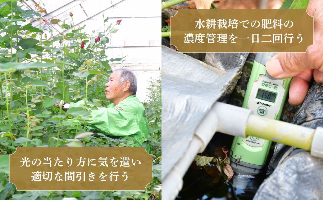 ＜配送エリア限定・着日指定必須＞生産農家直送 バラ 花束 新鮮 Mix 約26〜30本 | バラ 花束 薔薇 ローズ 植物 インテリア 誕生日 記念日 お祝い 母の日 父の日 ラッピング有り リボン付き 多品種 Mix花束 切り花 農林水産大臣賞 生花 プレゼント ギフト 埼玉県 上尾市