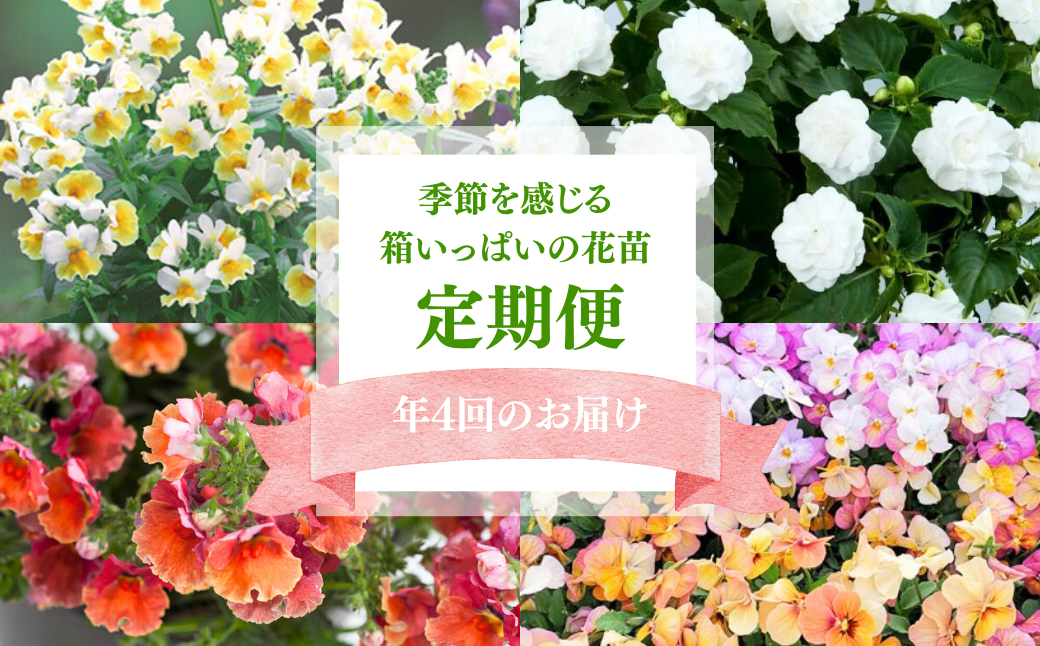 春夏秋冬 季節を感じる箱いっぱいの花苗（年4回 季節ごとにお届け) | 埼玉県 上尾市 花苗 春 夏 秋 冬 年4回コース フラワー ギフト 季節 お花 ガーデニング 旬 インテリア 園芸 工芸品 装飾品 定期便 花 植物 花壇 育てやすい 趣味 癒し 田中花園 シクラメン 埼玉県知事賞 受賞 ザナチュラリスト 観葉植物 ガーデニング 趣味