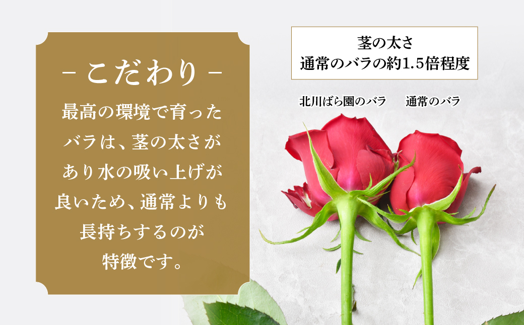 ＜配送エリア限定・着日指定必須＞ 生産農家直送 バラ 花束 新鮮 Mix 約11〜13本 | バラ 花束 薔薇 ローズ 植物 インテリア 誕生日 記念日 お祝い 母の日 父の日 ラッピング有り リボン付き 多品種 Mix花束 切り花 農林水産大臣賞 生花 プレゼント ギフト 埼玉県 上尾市 