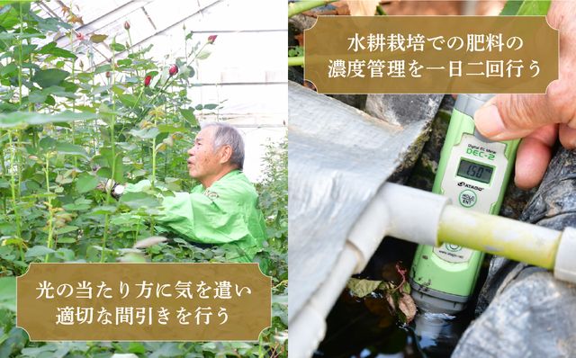 ＜配送エリア限定・着日指定必須＞ 生産農家直送 バラ花束 新鮮 赤 約11〜13本 | バラ 花束 薔薇 ローズ 花束 植物 インテリア 誕生日 記念日 お祝い 母の日 父の日 ラッピング有り リボン付き 多品種 Mix花束 切り花 農林水産大臣賞 生花 プレゼント ギフト 埼玉県 上尾市 