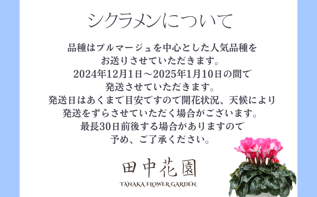 ＜先行予約＞カゴ入りシクラメン 6号鉢 | 埼玉県 上尾市 花苗 春 夏 秋 冬 フラワー ギフト 季節 お花 ガーデニング 旬 インテリア 園芸 工芸品 装飾品 定期便 花 植物 花壇 育てやすい 趣味 癒し 田中花園 シクラメン 埼玉県知事賞 受賞 ザナチュラリスト 観葉植物 ガーデニング 趣味
