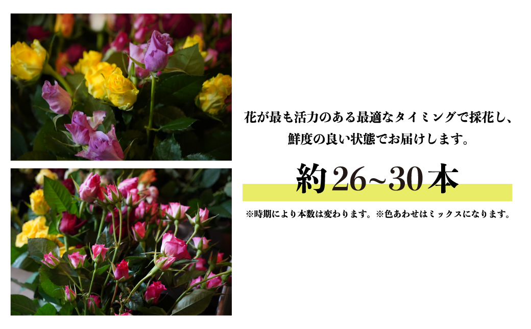 ＜配送エリア限定・着日指定必須＞生産農家直送 バラ 花束 新鮮 Mix 約26～30本 | 埼玉県 上尾市 バラ 薔薇 ローズ 花束 植物 インテリア 誕生日 記念日 お祝い 母の日 父の日 ラッピング有り リボン付き 多品種 Mix花束 切り花 農林水産大臣賞 生花 プレゼント ギフト