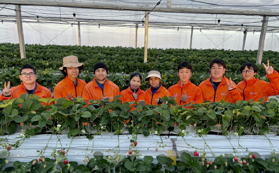 【あまりん×べにたま】食べ比べセット　550g ／ いちご 苺 食べ比べ 国産いちご 甘い 酸味 バランス 香り みずみずしい 高設栽培 農園直送 フルーツ ギフト デザート 自宅用 埼玉県 No.331