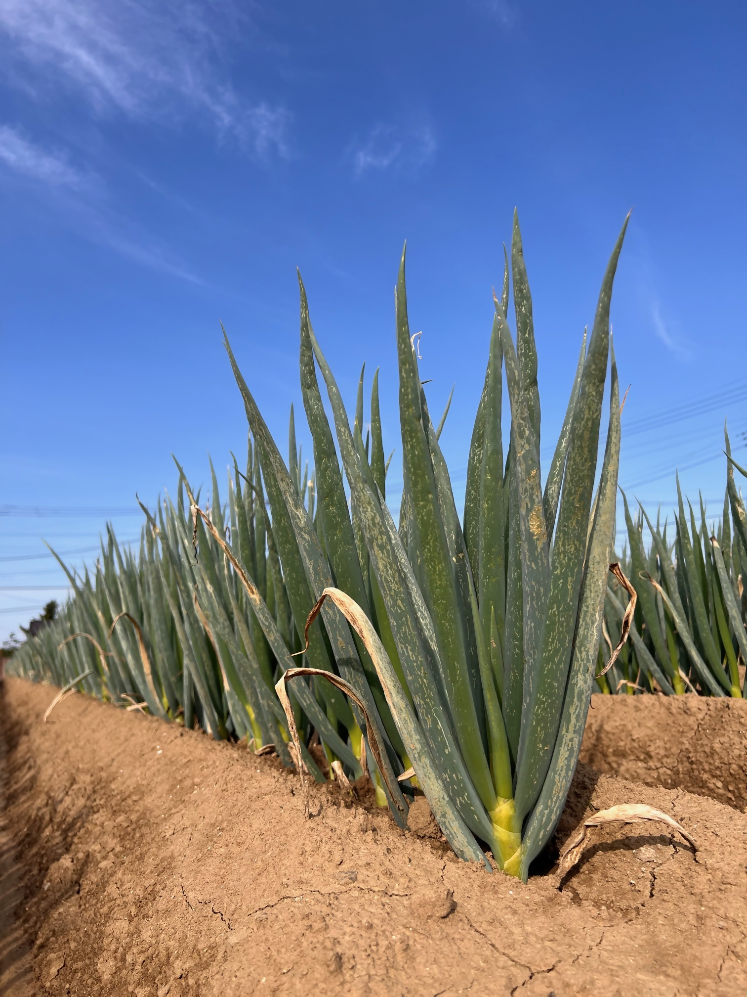 è¶è°·ããïŒçœãã5kgïŒ ïŒ ãã® è± çœãã® çœè± éè çã¿ èŸã¿ åŒçç No.029