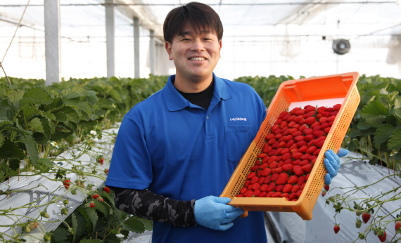 ãæ¬ã®è¶è°·ãã¡ããé£ã¹æ¯ã¹ã»ããã550g ïŒ ã€ããŽ èº æç© ãã«ãŒã åŒçç ç¹ç£å No.151