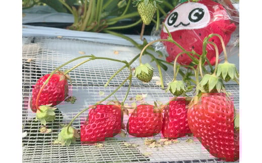 è¶è°·åžå
ãã¡ãç©ãæåŸ
åžïŒå€§äºº1ååïŒ ïŒ ãã¡ã ã€ããŽ èº ãã¡ãç©ã ã€ããŽç©ã èºç©ã ãã±ãã å©çšåž äœéš 芳å
æ
è¡ å®¶æ ããŒã ãã«ãŒã æç© æ°é®® è¶è°·ç£ 芳å
蟲å ã¢ã¯ã»ã¹è¯ éœå¿è¿ãåŒçç No.149