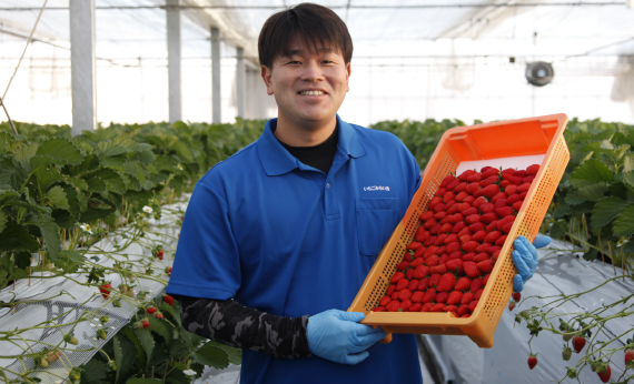 【あまりん＋1品種】食べ比べセット　550g ／ いちご 苺 食べ比べ 旬のいちご 国産いちご 甘い みずみずしい 香り 高設栽培 農園直送 フルーツギフト 家庭用 ご褒美 デザート 食感 埼玉県 No.330