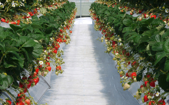 【あまりん＋1品種】食べ比べセット　550g ／ いちご 苺 食べ比べ 旬のいちご 国産いちご 甘い みずみずしい 香り 高設栽培 農園直送 フルーツギフト 家庭用 ご褒美 デザート 食感 埼玉県 No.330