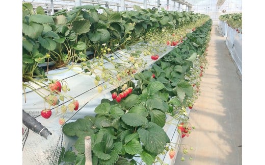 è¶è°·åžå
ãã¡ãç©ãæåŸ
åžïŒå€§äºº2ååïŒ ïŒ ãã¡ã ã€ããŽ èº ãã¡ãç©ã ã€ããŽç©ã èºç©ã ãã±ãã å©çšåž äœéš 芳å
æ
è¡ å®¶æ ããŒã ãã«ãŒã æç© æ°é®® è¶è°·ç£ 芳å
蟲å ã¢ã¯ã»ã¹è¯ éœå¿è¿ãåŒçç No.150