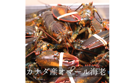 『隠れ家シェフ手作りスイーツ』オマールエビとズワイガニのチーズケーキ　お酒や料理と合わせて楽しむ甘くない”おつまみ”　Flavor Cake ／ 塩系チーズケーキ チーズ感覚 こだわり素材 旨味 贅沢 アレンジ 埼玉県 No.028