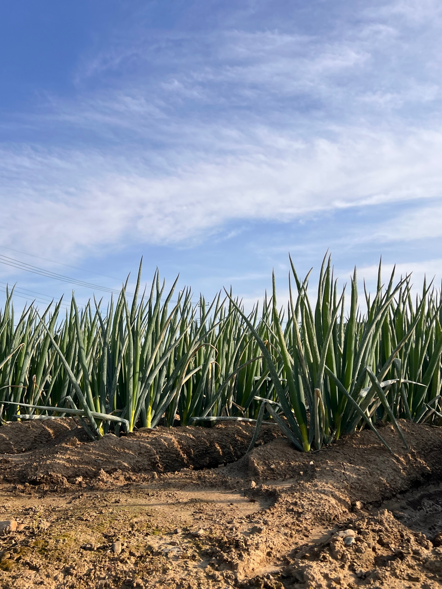 è¶è°·ããïŒçœãã5kgïŒ ïŒ ãã® è± çœãã® çœè± éè çã¿ èŸã¿ åŒçç No.029