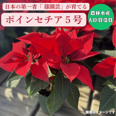 日本の第一人者が育てるポインセチア5号【1672702】