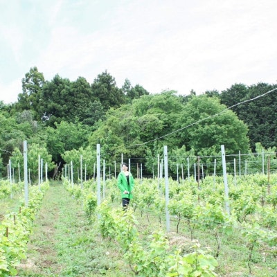 2022 ロゼワイン　1本　貫井園のワイン【配送不可地域：離島】【1420573】