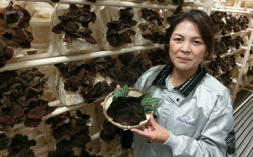 埼玉県産　むさし野ゆめファームの乾燥きくらげ　20g×6袋【1368319】