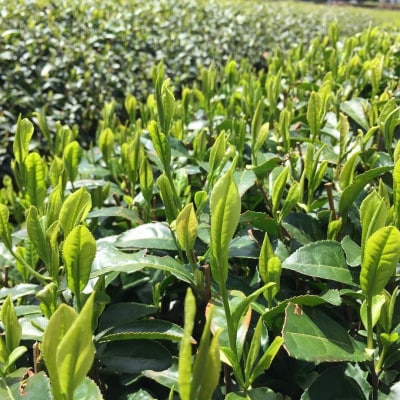 貫井園の深蒸し茶　上　リーフ　100g×3袋【1437604】