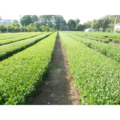 狭山茶で造った製品詰合せ(A)【1399093】