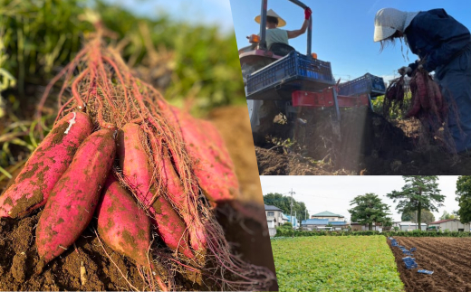【訳あり】冷凍焼き芋 5〜7本 (約1.5kg) | 紅はるか 農家自家製 蜜 あふれる 石焼き芋 いしやきいも ヤキイモ 焼きイモ さつまいも サツマイモ さつま芋 ねっとり しっとり 真空パック 天然ムロ貯蔵 熟成 べにはるか ベニハルカ 蜜 落葉堆肥 健康 朝食 筋トレ 腸活 ダイエット 国産 埼玉県 北本市