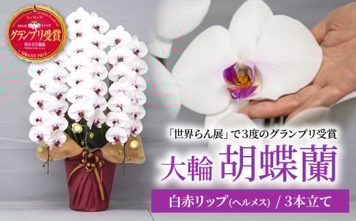 胡蝶蘭 白色赤リップ ヘルメス 大輪 3本立て | 花 お花 大輪胡蝶蘭 こちょうらん コチョウラン 蘭 洋蘭 花 贈答 開店祝い ギフト 贈り物 プレゼント 御祝 お祝い 開業祝い 新築祝い 引越し祝い 結婚祝い 出産祝い 内祝い 昇進祝い 誕生日 結婚記念日 記念日 母の日 父の日 敬老の日 お中元 お歳暮 仏事 国分寺洋蘭園 埼玉県 北本市