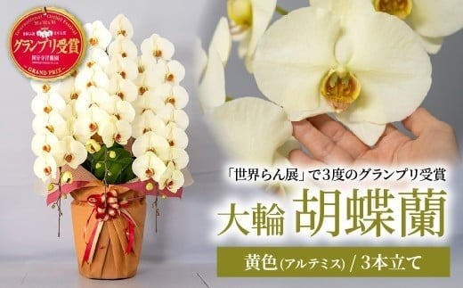 【先行予約】胡蝶蘭 黄色 アルテミス 大輪 3本立て | 花 お花 大輪胡蝶蘭 こちょうらん コチョウラン 蘭 洋蘭 花 贈答 開店祝い ギフト 贈り物 プレゼント 御祝 お祝い 開業祝い 新築祝い 引越し祝い 結婚祝い 出産祝い 内祝い 昇進祝い 誕生日 結婚記念日 記念日 母の日 父の日 敬老の日 お中元 お歳暮 仏事 国分寺洋蘭園 埼玉県 北本市