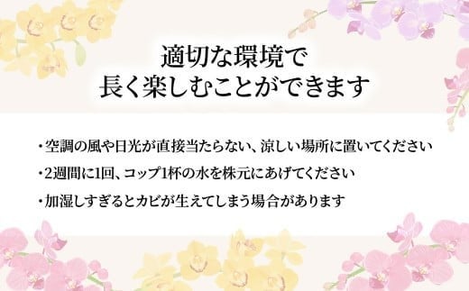 ãå
è¡äºçŽãè¡è¶è é»è² ã¢ã«ãã㹠倧茪 3æ¬ç«ãŠ | è± ãè± å€§èŒªè¡è¶è ãã¡ãããã ã³ãã§ãŠã©ã³ è æŽè è± èŽç éåºç¥ã ã®ãã èŽãç© ãã¬ãŒã³ã åŸ¡ç¥ ãç¥ã 鿥ç¥ã æ°ç¯ç¥ã åŒè¶ãç¥ã çµå©ç¥ã åºç£ç¥ã å
ç¥ã æé²ç¥ã èªçæ¥ çµå©èšå¿µæ¥ èšå¿µæ¥ æ¯ã®æ¥ ç¶ã®æ¥ æ¬èã®æ¥ ãäžå
ãæ³æ® ä»äº åœå寺æŽèå åŒçç 忬åž