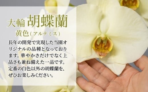 ãå
è¡äºçŽãè¡è¶è é»è² ã¢ã«ãã㹠倧茪 3æ¬ç«ãŠ | è± ãè± å€§èŒªè¡è¶è ãã¡ãããã ã³ãã§ãŠã©ã³ è æŽè è± èŽç éåºç¥ã ã®ãã èŽãç© ãã¬ãŒã³ã åŸ¡ç¥ ãç¥ã 鿥ç¥ã æ°ç¯ç¥ã åŒè¶ãç¥ã çµå©ç¥ã åºç£ç¥ã å
ç¥ã æé²ç¥ã èªçæ¥ çµå©èšå¿µæ¥ èšå¿µæ¥ æ¯ã®æ¥ ç¶ã®æ¥ æ¬èã®æ¥ ãäžå
ãæ³æ® ä»äº åœå寺æŽèå åŒçç 忬åž