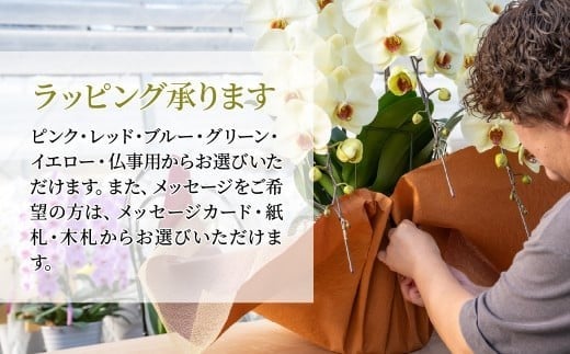 ãå
è¡äºçŽãè¡è¶è é»è² ã¢ã«ãã㹠倧茪 3æ¬ç«ãŠ | è± ãè± å€§èŒªè¡è¶è ãã¡ãããã ã³ãã§ãŠã©ã³ è æŽè è± èŽç éåºç¥ã ã®ãã èŽãç© ãã¬ãŒã³ã åŸ¡ç¥ ãç¥ã 鿥ç¥ã æ°ç¯ç¥ã åŒè¶ãç¥ã çµå©ç¥ã åºç£ç¥ã å
ç¥ã æé²ç¥ã èªçæ¥ çµå©èšå¿µæ¥ èšå¿µæ¥ æ¯ã®æ¥ ç¶ã®æ¥ æ¬èã®æ¥ ãäžå
ãæ³æ® ä»äº åœå寺æŽèå åŒçç 忬åž