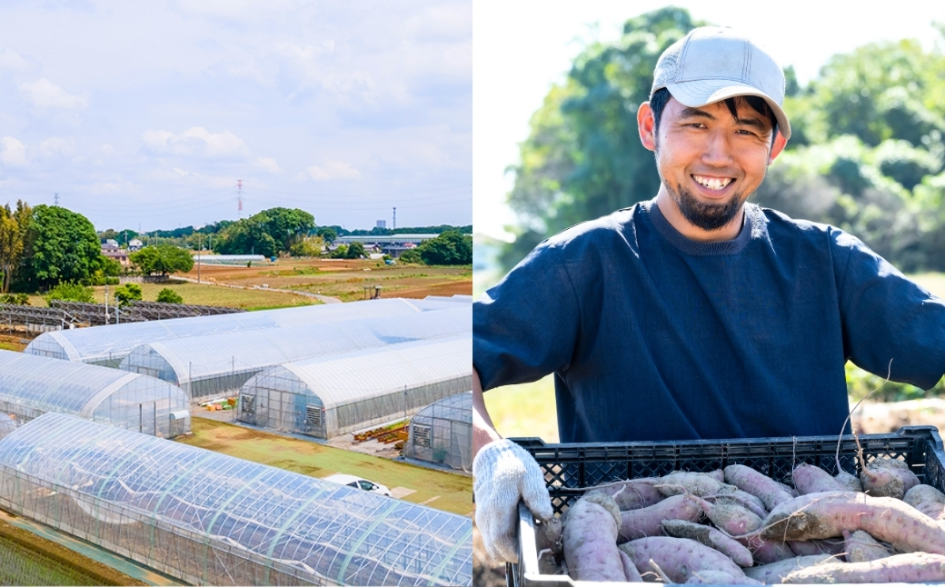 冷凍焼き芋 紅はるか 5パック(2.5kg) | 焼き芋 焼きいも さつまいも サツマイモ 冷凍 さつま芋 ねっとり 蜜 熟成 しっとり 真空パック べにはるか おやつ 健康 朝食 腸活 ダイエット 国産 冷やし焼き芋 B.T.FARM 埼玉県 北本市