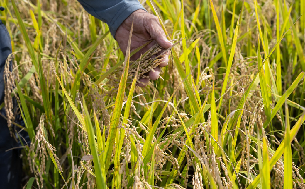 ãçœç±³ 什å7幎ç£ã5kg 圩ã®ãããã åŒççç£ | ç±³ ããã ãç±³ ãã ã³ã¡ ãã¯ã ã飯 çœé£¯ ãŽãã³ çœç±³ 粟米 ç¹ç£ ãã©ã³ãç±³ 5ãã ç±³ ãã¯ã å¥åº· ãããã kome åé£ å®å
š å®å¿ å€§ç² åŒŸå çã¿ æšã¿ ç²ã ãããã TKG åµããã飯 ãã«ãã ãããã³ ãã é® æµ·è ã³ã·ãã«ãª ããã²ãã ãã©ã³ãç±³ åç²§ç®± èŽç ã®ãã ãã¬ãŒã³ã åŒçç 忬åž