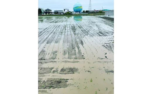 ã什å7幎ç£ãææ©è¥æ 100ïŒ
åŒçç幞æåžç£ç¹å¥æ œå¹ã³ã·ãã«ãª çç±³ 5kg - 2025幎10æ1é±ç®ããé æ¬¡çºé æ°ç±³çºé ã³ã·ãã«ãª ããã²ãã ç±³ çç±³ 5kg ææ©è¥æ ç¹å¥æ œå¹å¹žæåžç£ åŒçç 幞æåž