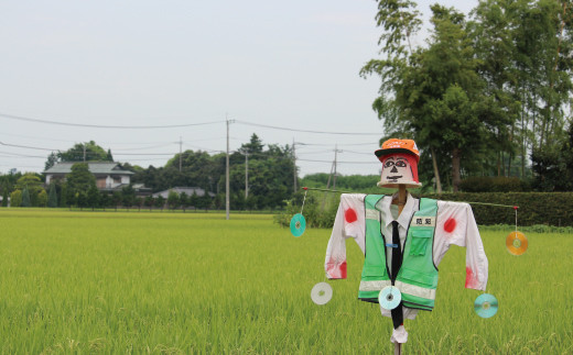 【令和6年産米】食味Aランク継続中の銘柄 彩のきずな 精米10kg【定期便3ヶ月】全3回お届け