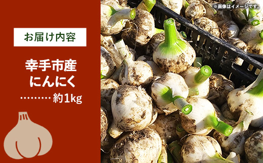 【きあり農園】2026年度 幸手市産 にんにく 1kg - 採れたて ニンニク ガーリック 産地直送 野菜 ベジタブル 美味しい おいしい 根菜 スタミナ 大蒜 生にんにく 国産 おすすめ 送料無料 埼玉県 幸手市