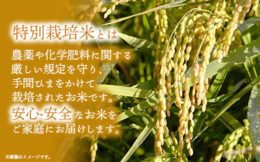 令和6年度産【特別栽培米】コシヒカリ 5kg - こしひかり 5kg 令和6年産 精米 埼玉県 幸手市 幸手市産