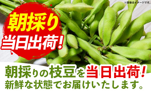 【きあり農園】2026年度 幸手市産 枝豆 1kg - 朝採り えだ豆 エダマメ 産地直送 野菜 ベジタブル 美味しい おいしい 豆 ずんだ おつまみ 晩酌 枝豆ご飯 おすすめ 送料無料 埼玉県 幸手市