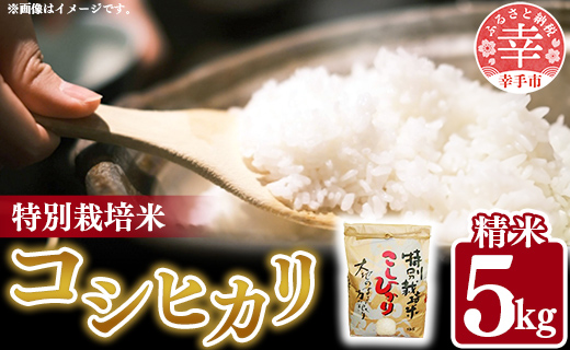 令和6年度産【特別栽培米】コシヒカリ 5kg - こしひかり 5kg 令和6年産 精米 埼玉県 幸手市 幸手市産