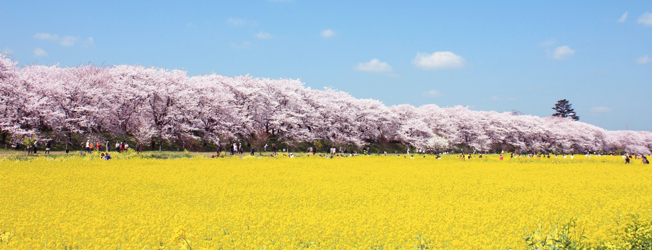 埼玉県幸手市