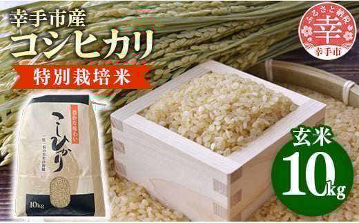 【令和7年産】有機肥料100％ 埼玉県幸手市産特別栽培コシヒカリ 玄米10kg - 2025年10月1週目より順次発送 新米発送 コシヒカリ こしひかり 米 玄米 10kg 有機肥料 特別栽培幸手市産 埼玉県 幸手市