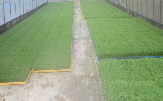 【令和7年産米】ハッピー(幸手市)でラッキー(上吉羽)なお米 コシヒカリ精米10kg - 白米 こしひかり 減農薬 ごはん おすすめ 送料無料 埼玉県 幸手市