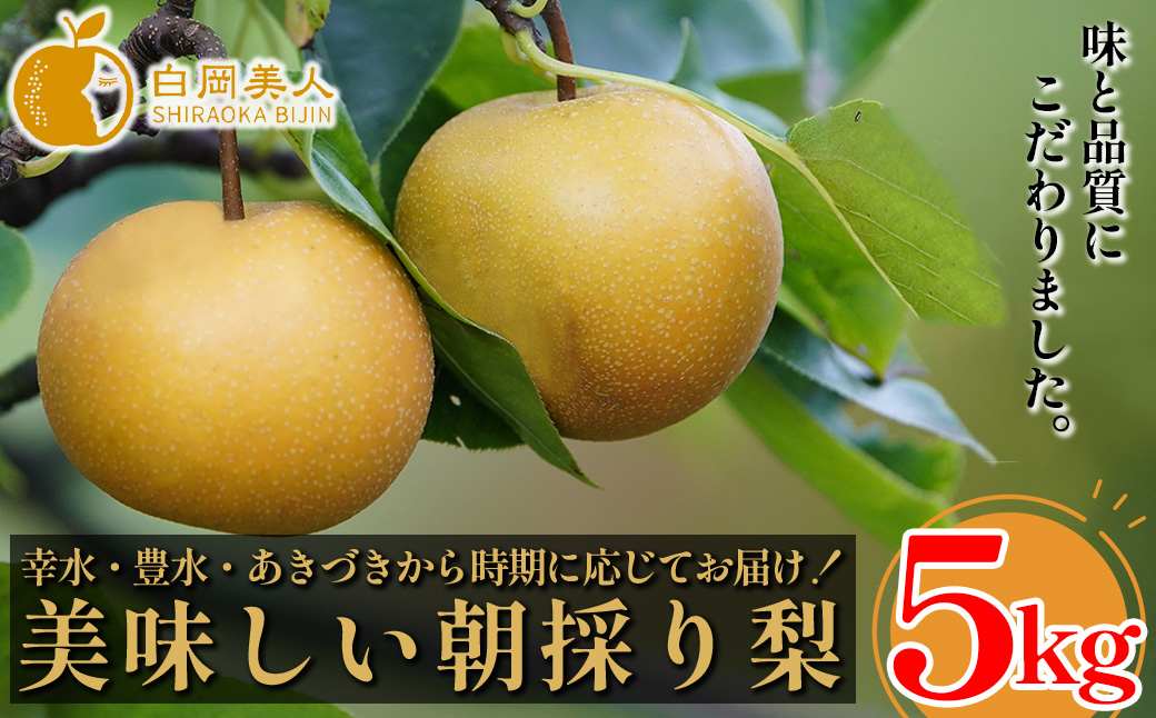 【2026年発送分 先行予約】白岡　細田果樹園　味と品質こだわりの梨　5kg　【11246-0351】