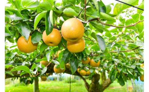 八木澤農園の美味しい梨　約3kg（糖度保証）幸水・豊水・あきづき【11246-0268】