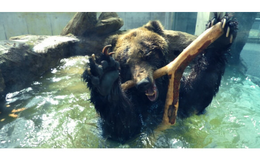 東武動物公園【入園券＋アトラクションパス（ペア）】【11246-0202】